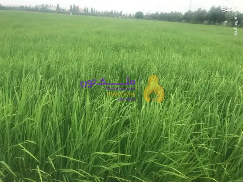 زمین کشاورزی تسطیح شده چهار فصله